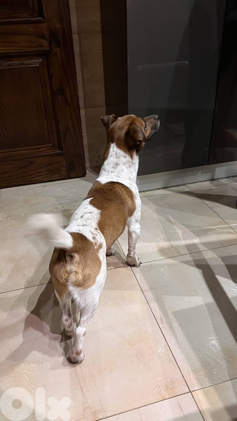 Jack Russel terrier for mating 1
