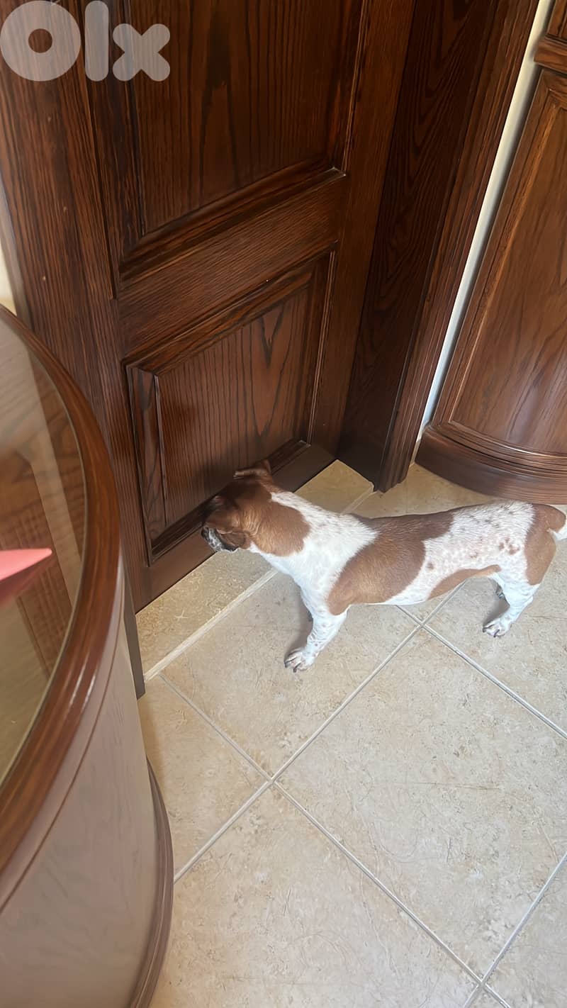 Jack Russel terrier for mating 2