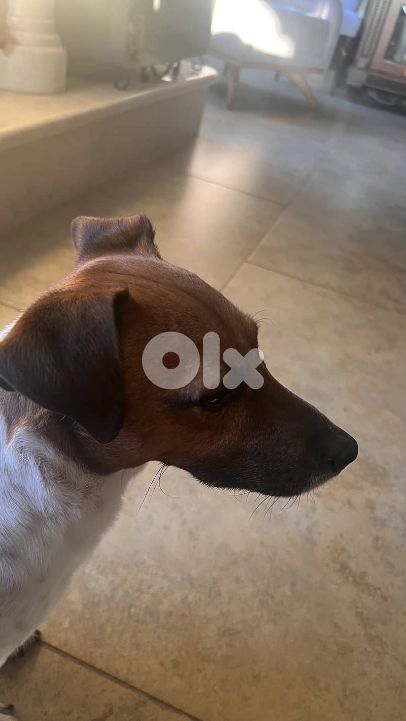 Jack Russel terrier for mating 3