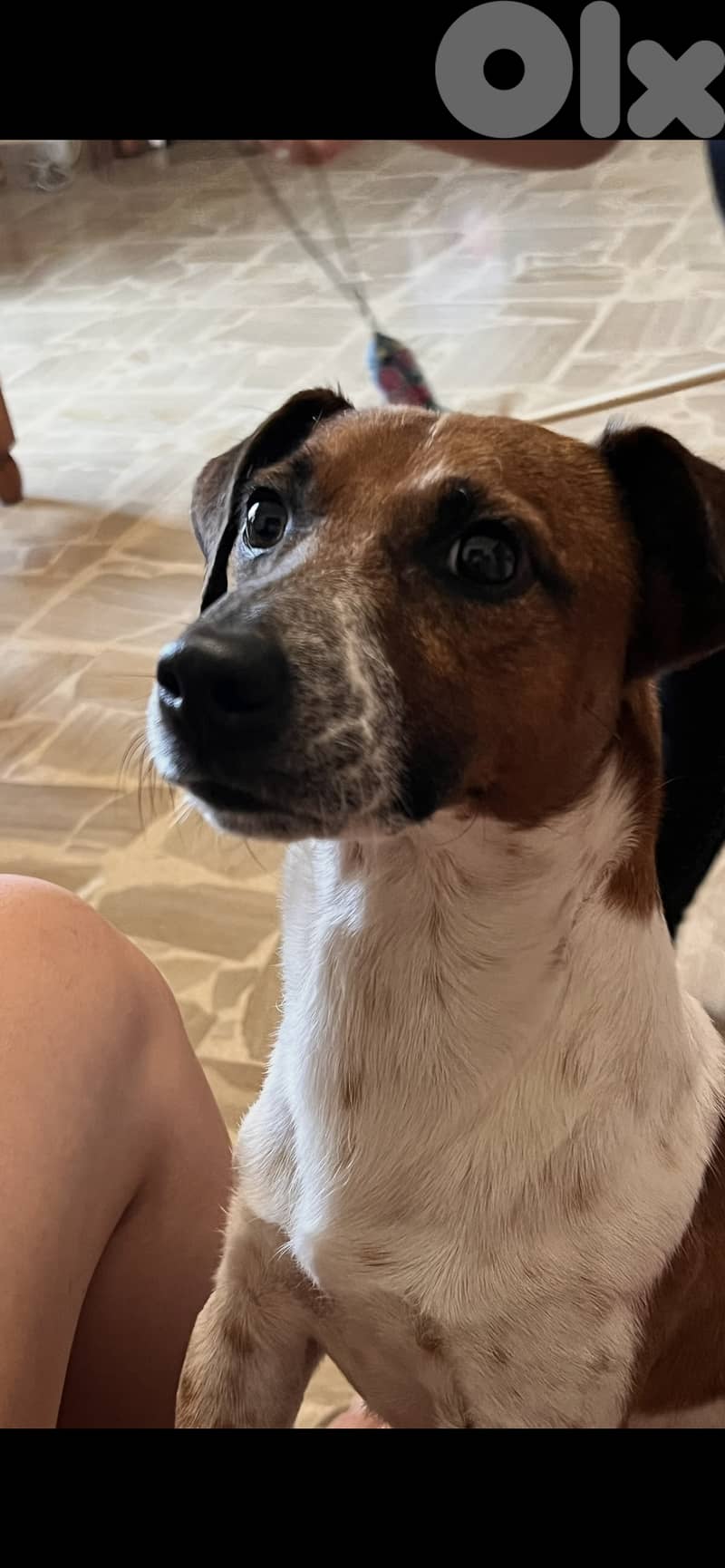 Jack Russel terrier for mating 4