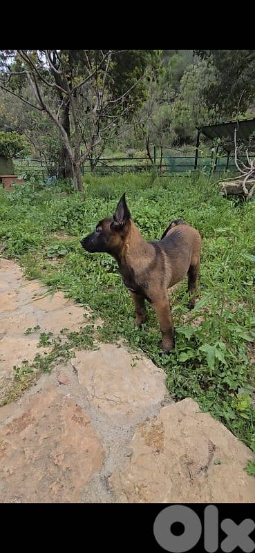 Puppies Malinois