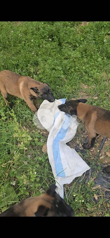 Puppies Malinois 1