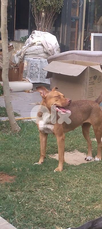 Pit bull puppies and 5yo Pitbull