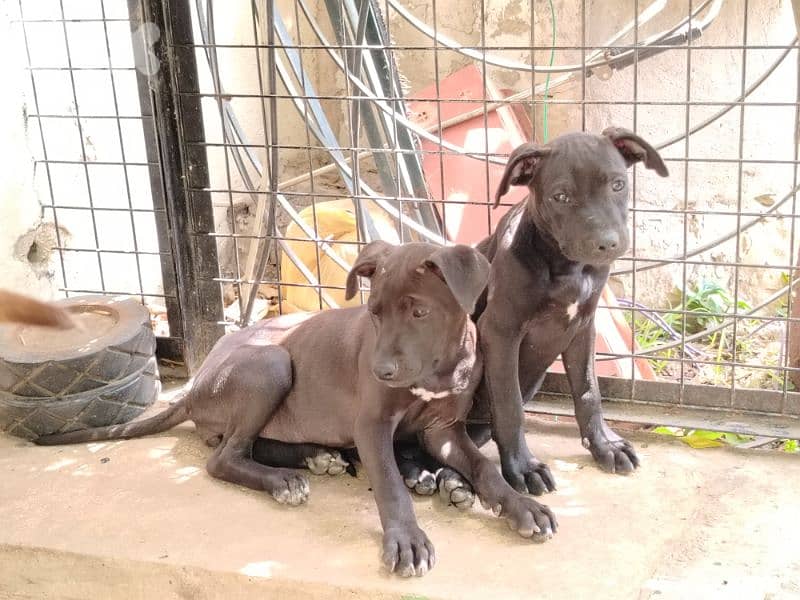 Pit bull puppies and 5yo Pitbull 1