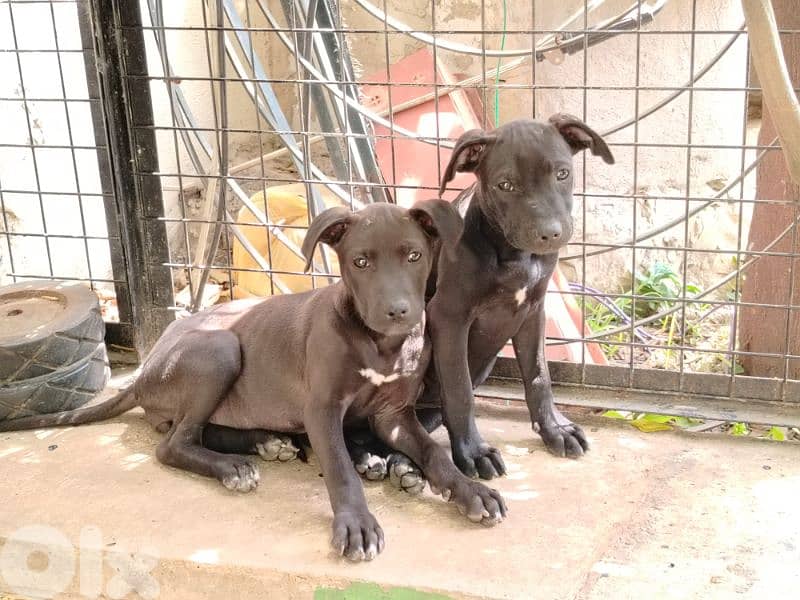 Pit bull puppies and 5yo Pitbull 2