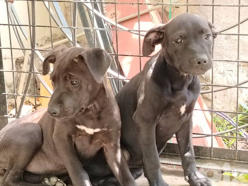 Pit bull puppies and 5yo Pitbull 3