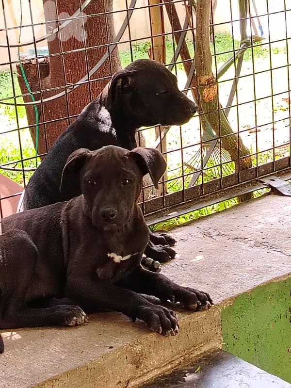 Pit bull puppies and 5yo Pitbull 4