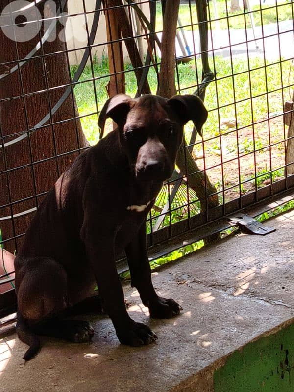 Pit bull puppies and 5yo Pitbull 5