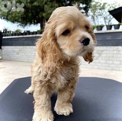 Charming Cocker Spaniel puppy available imported
