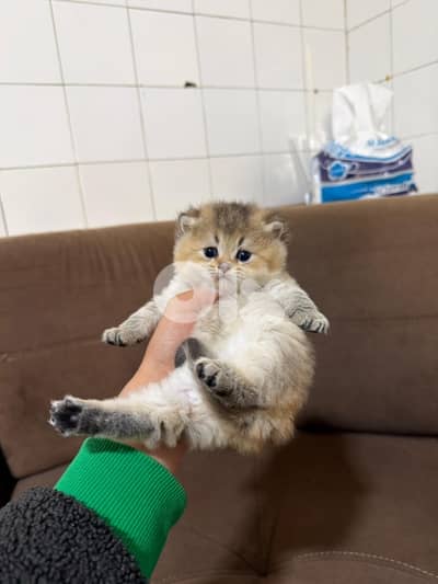 Golden chinchilla