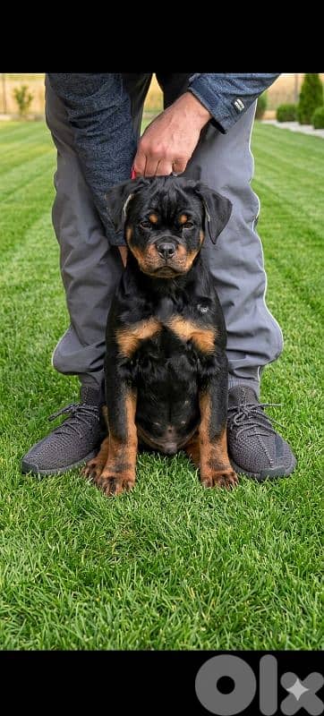 rottweiler serbian blood line