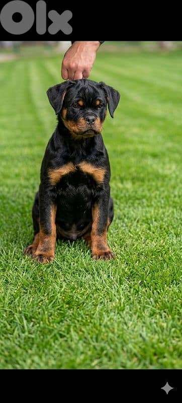 rottweiler serbian blood line 2