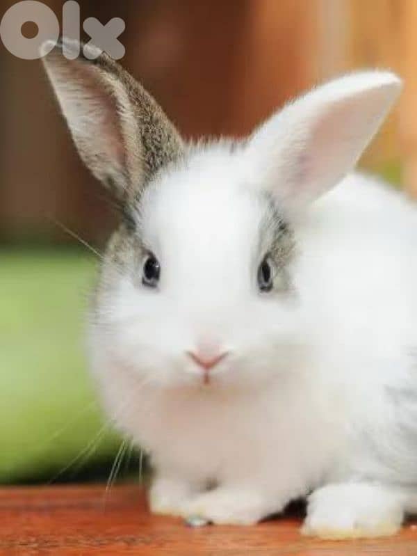 rabit 1