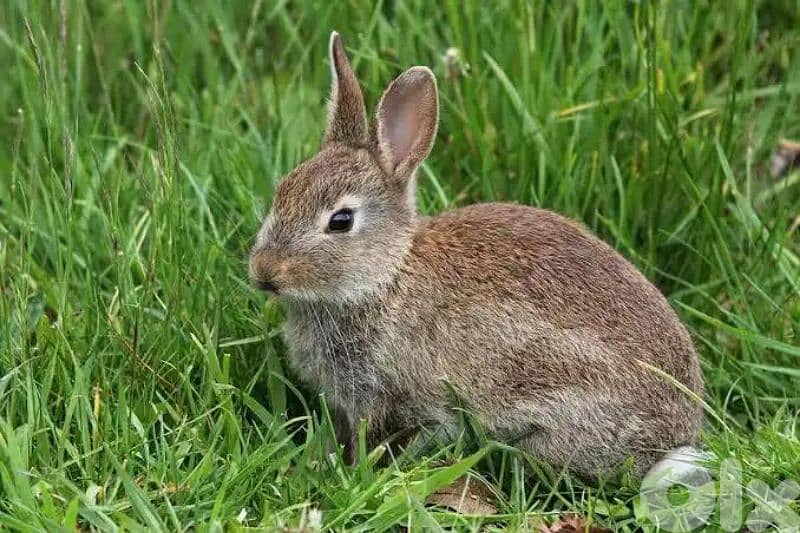 rabit 2