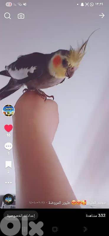بيروت 4