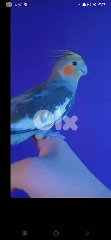 بيروت 6