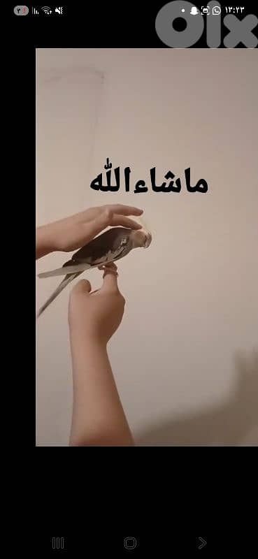 بيروت 7