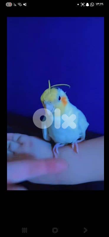 بيروت 8
