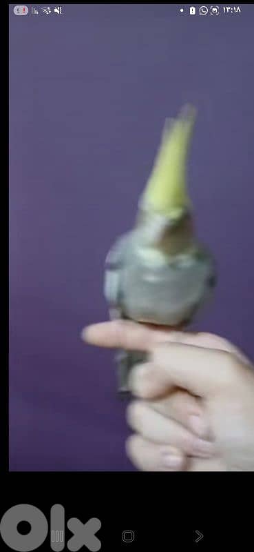 بيروت 13