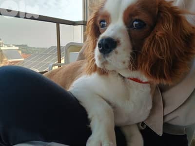 Cavalier King Charles Puppy – 6 Months – Fully Vaccinated