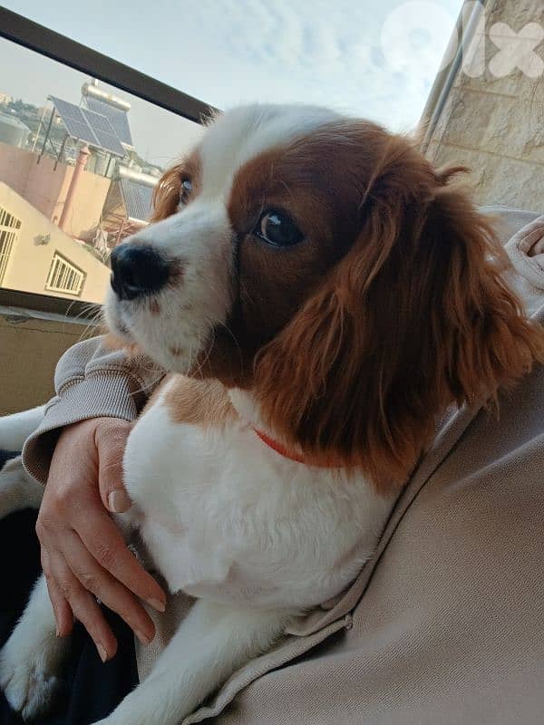 Cavalier King Charles Puppy – 6 Months – Fully Vaccinated 1