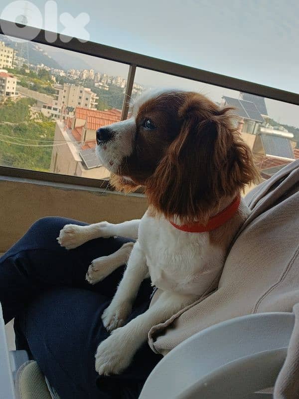 Cavalier King Charles Puppy – 6 Months – Fully Vaccinated 2