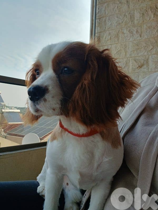 Cavalier King Charles Puppy – 6 Months – Fully Vaccinated 3
