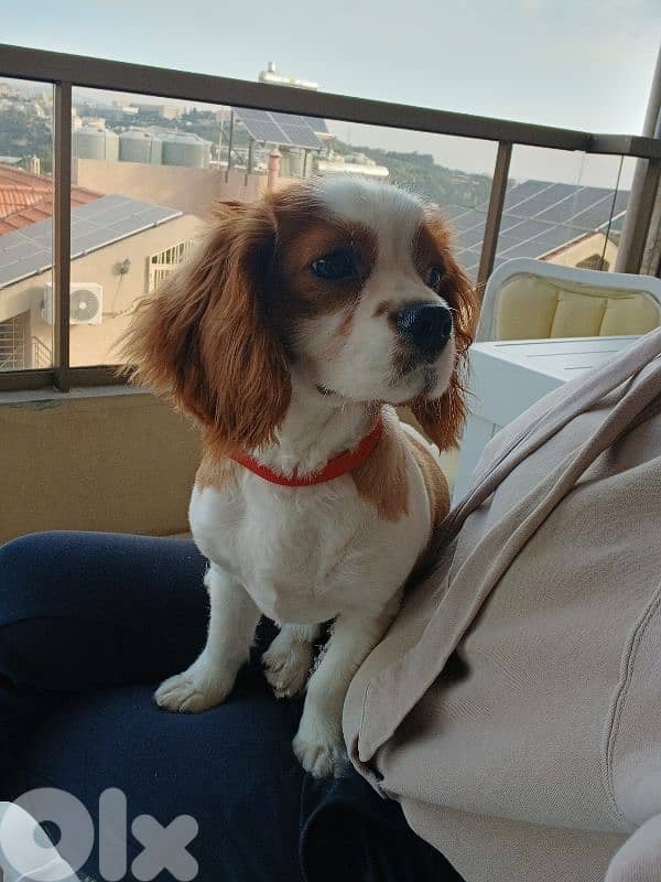 Cavalier King Charles Puppy – 6 Months – Fully Vaccinated 4