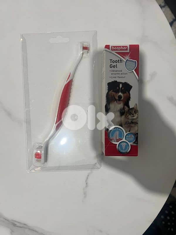Cavalier King Charles Puppy – 6 Months – Fully Vaccinated 7