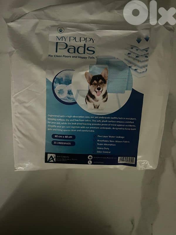 Cavalier King Charles Puppy – 6 Months – Fully Vaccinated 8