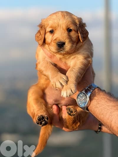 Golden Retreiver