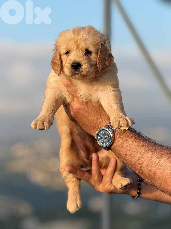 Golden Retreiver 2