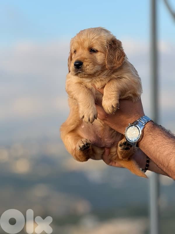 Golden Retreiver 3