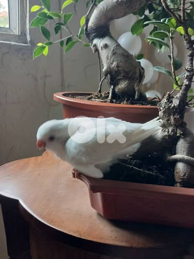 Albino Quaker parrot ببغاء كويكر ألبينو