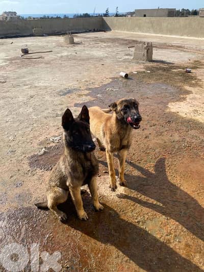 2 Males Pure Malinos 7months