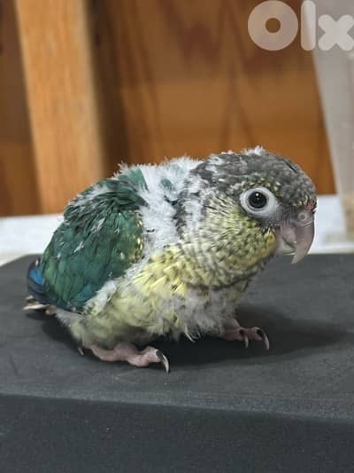 Rare Green Cheek Baby Conures