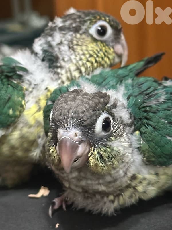 Rare Green Cheek Baby Conures 1