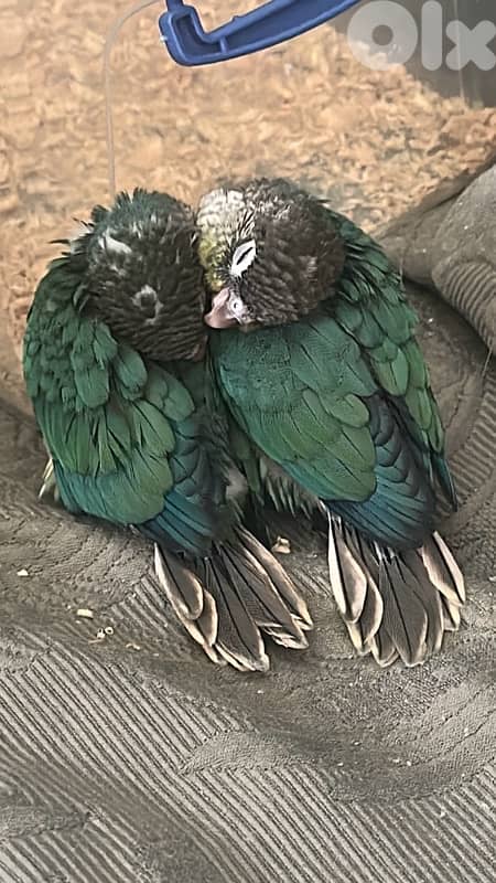 Rare Green Cheek Baby Conures 2