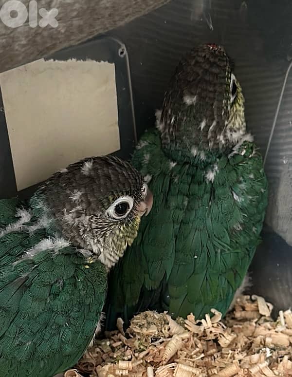 Rare Green Cheek Baby Conures 3