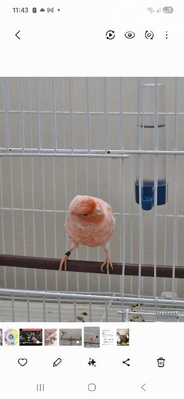 Red Factor