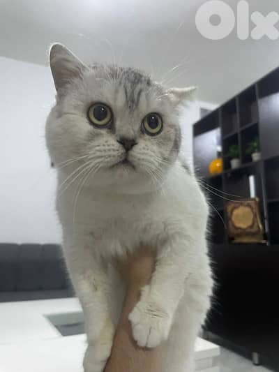 British shorthaired silver cat