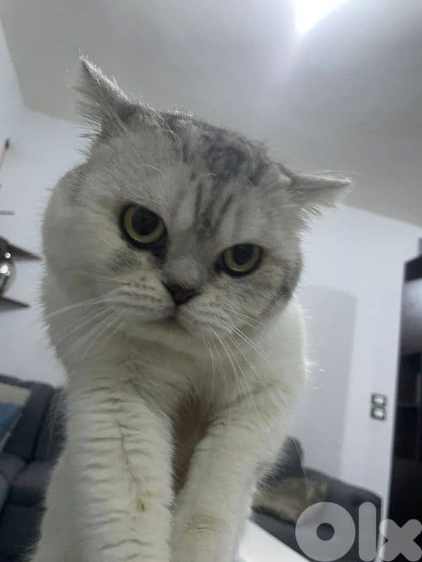 British shorthaired silver cat 1