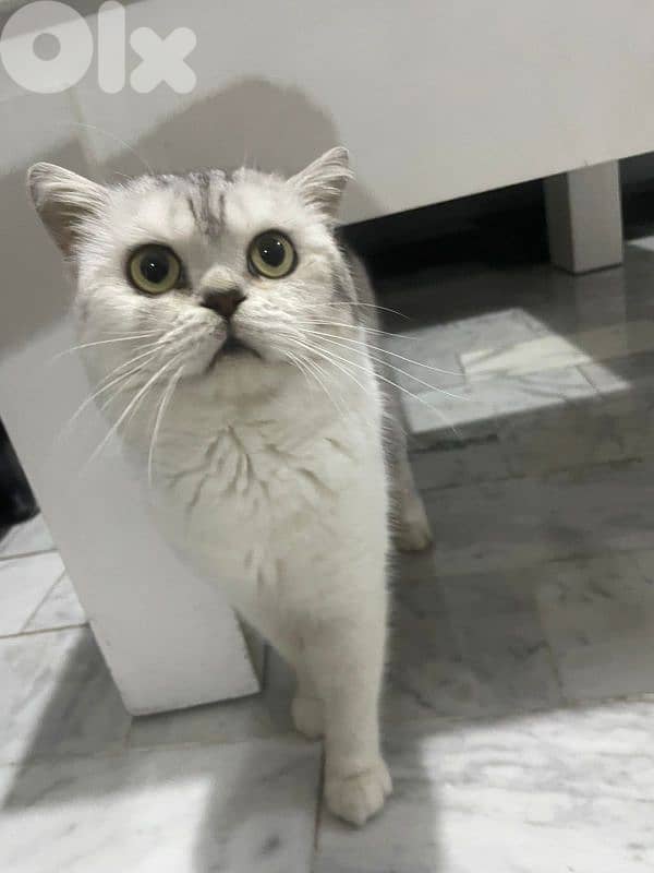 British shorthaired silver cat 2