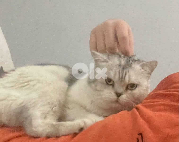 British shorthaired silver cat 3