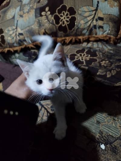 تربل زحله