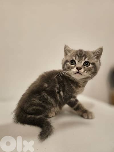British Shorthair Kitten - Pure Breed