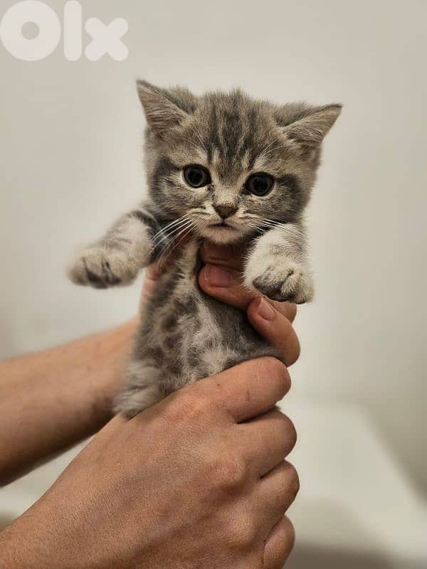 British Shorthair Kitten - Pure Breed 1