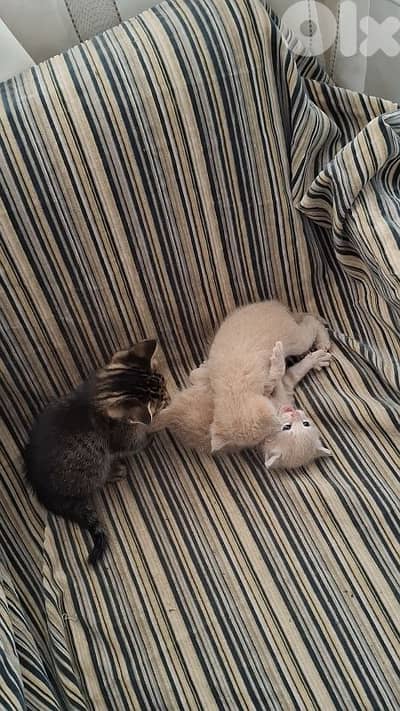 kitten