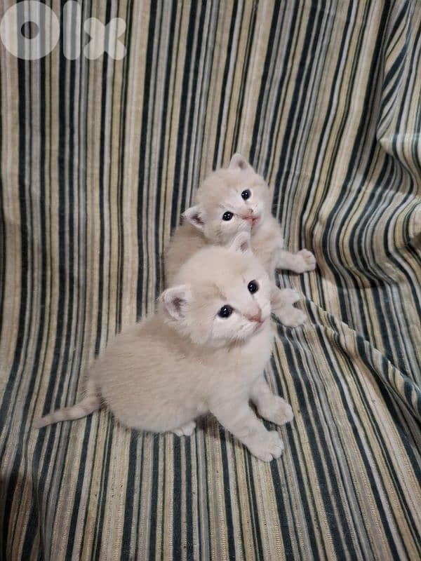 kitten one 20$    all  50$ 1