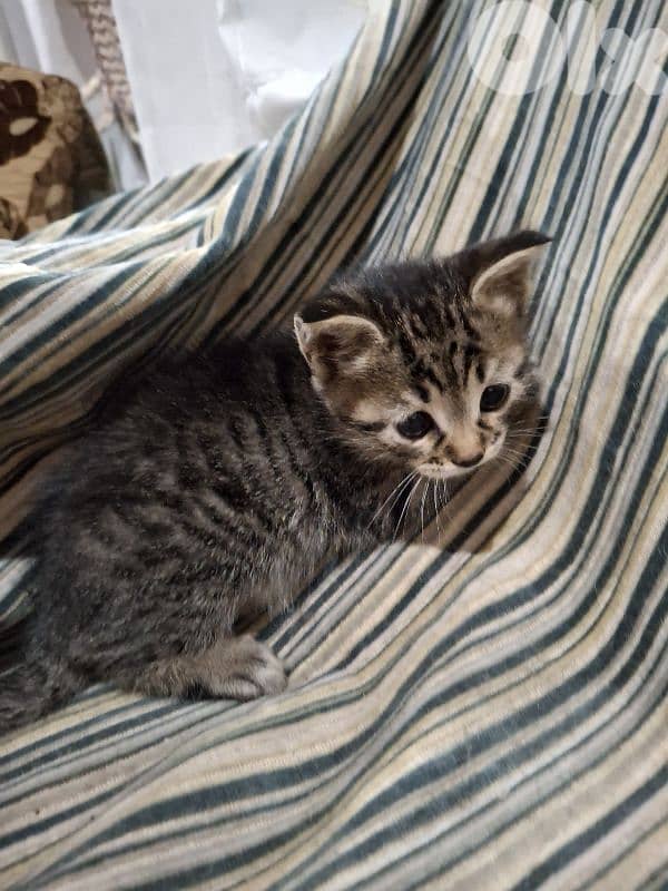 kitten one 20$    all  50$ 3
